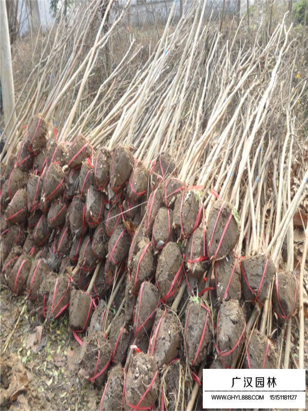 百日紅的基地(圖1)