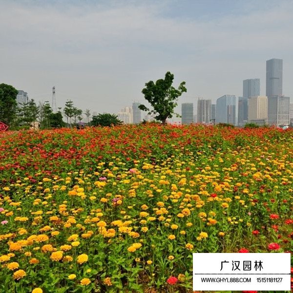 百日草最新價格(圖3)