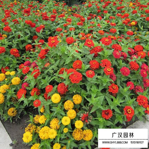 百日草的觀賞價(jià)值(圖3)