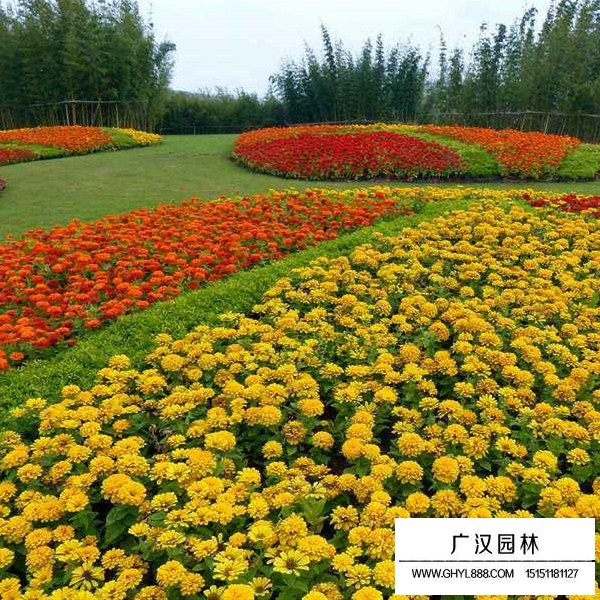 百日草的觀賞價(jià)值(圖4)