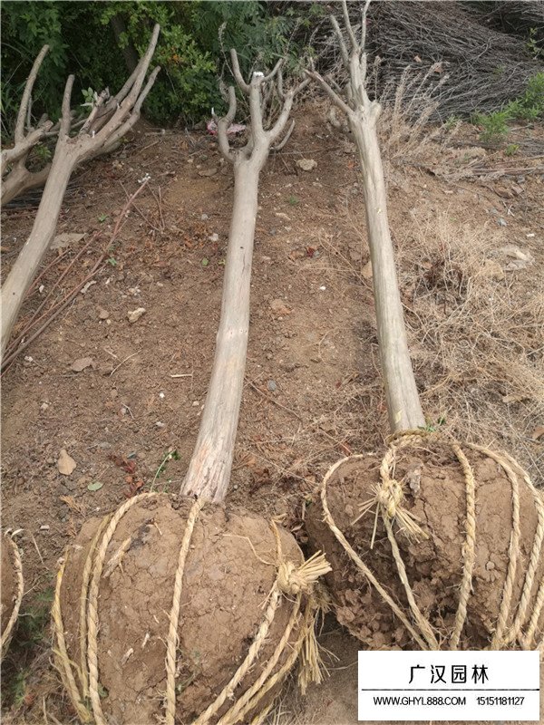 2020百日紅的最新價(jià)格(圖2)