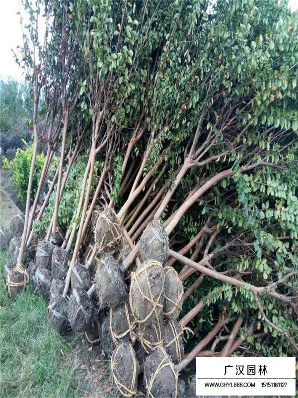 2020百日紅的最新價(jià)格(圖3)