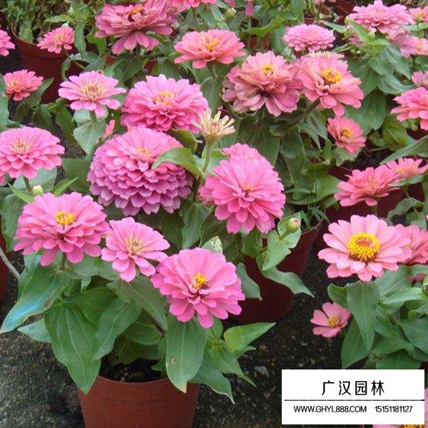 百日草種植方法(圖1)