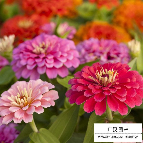 百日草種植方法(圖3)