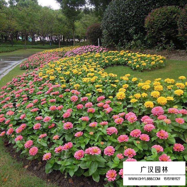 百日草種植方法(圖4)