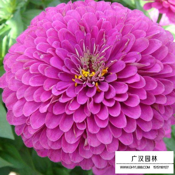 百日草分布在哪里(圖2)