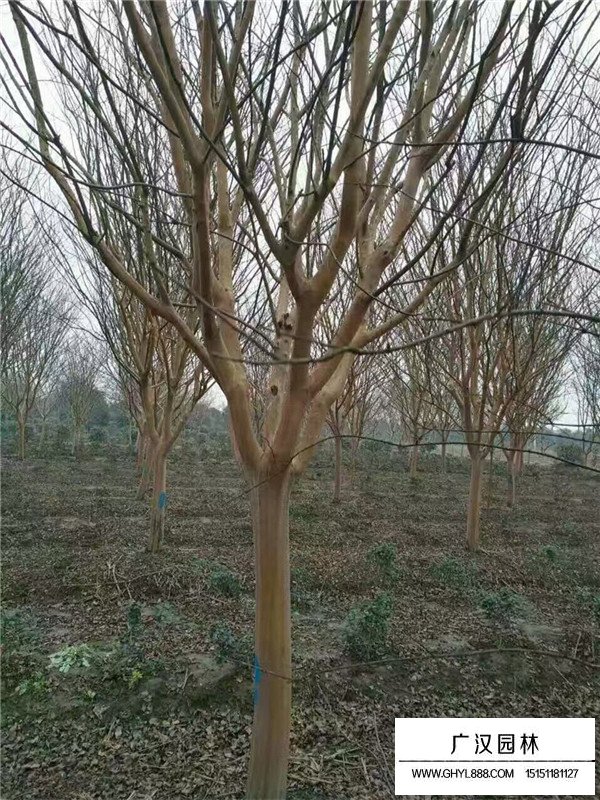 百日紅的花果期(圖3)