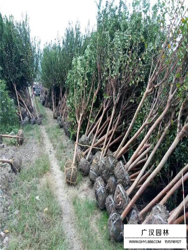 百日紅市場行情(圖3)