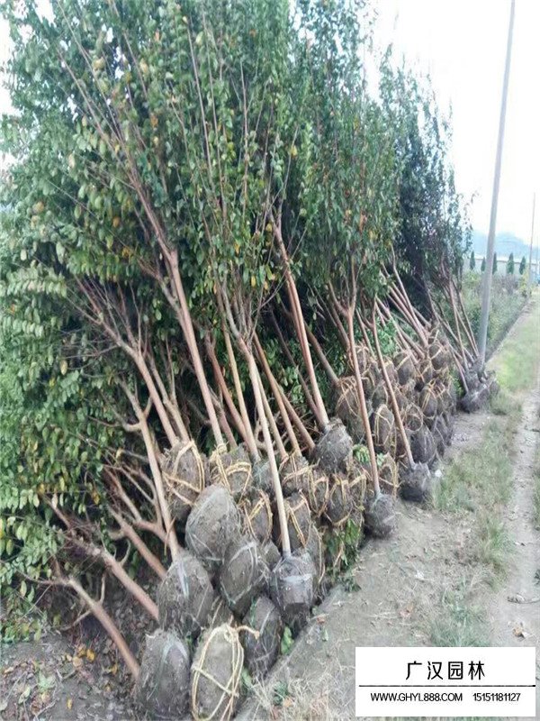 百日紅市場行情(圖4)