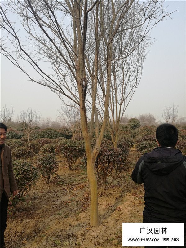 2020百日紅的市場行情(圖3)