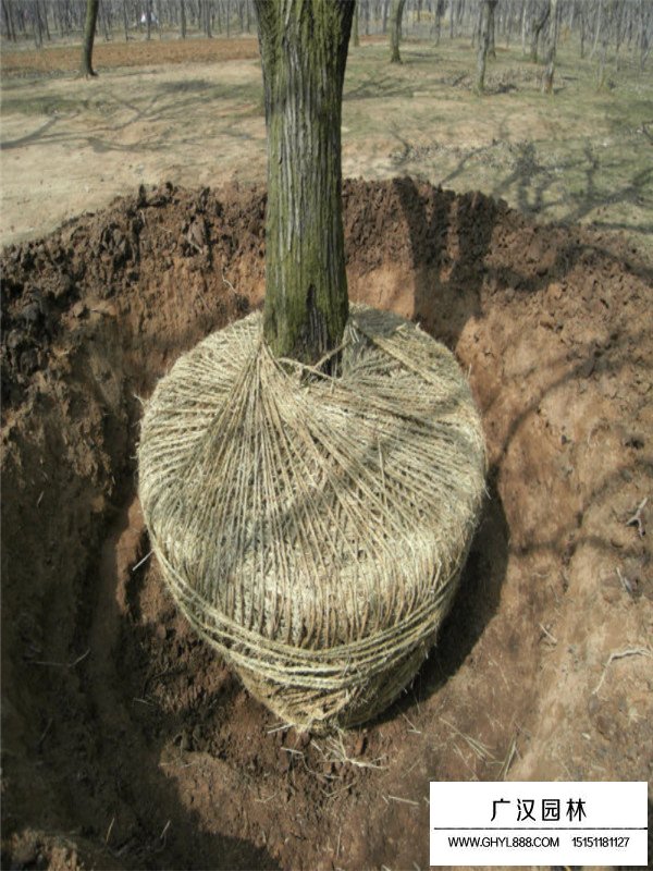 板栗樹的病蟲害處理(圖1)