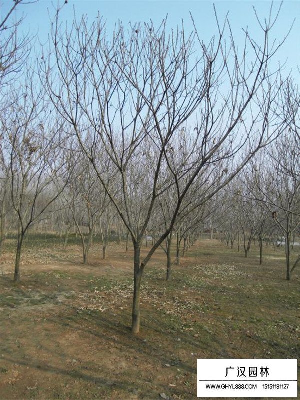 板栗樹的基地(圖1)