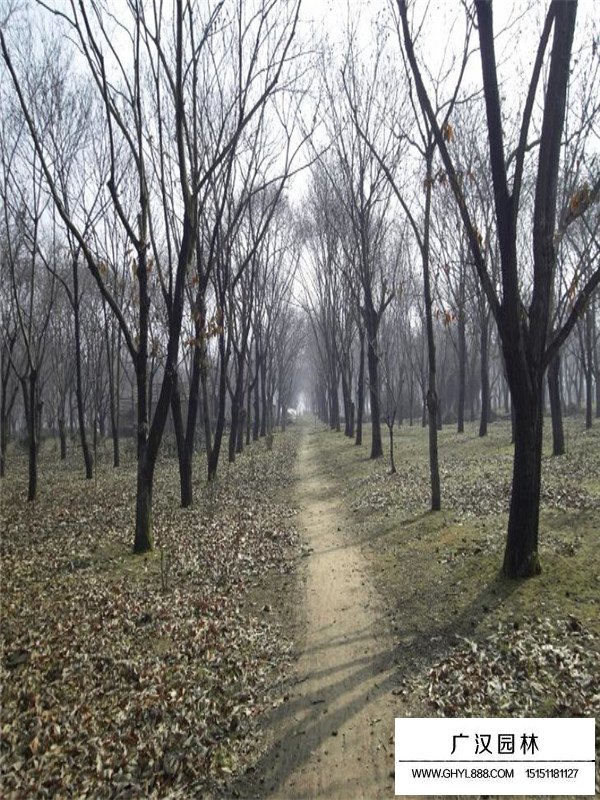 板栗樹基地(圖1)