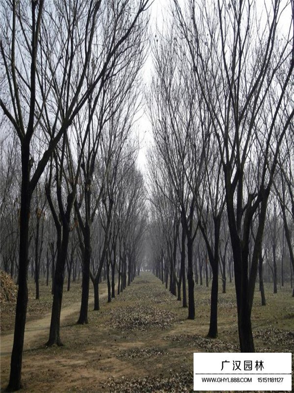 板栗樹基地(圖2)