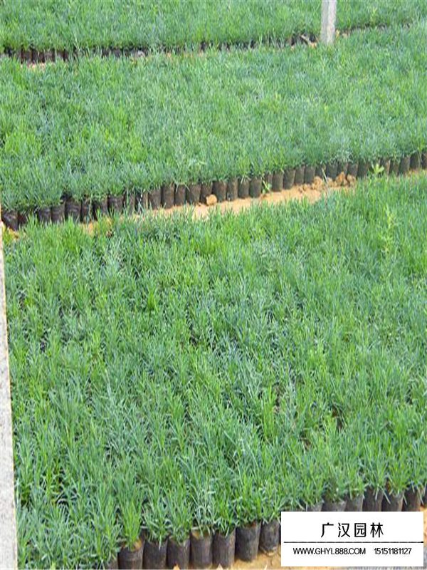 常夏石竹基本信息(圖1)