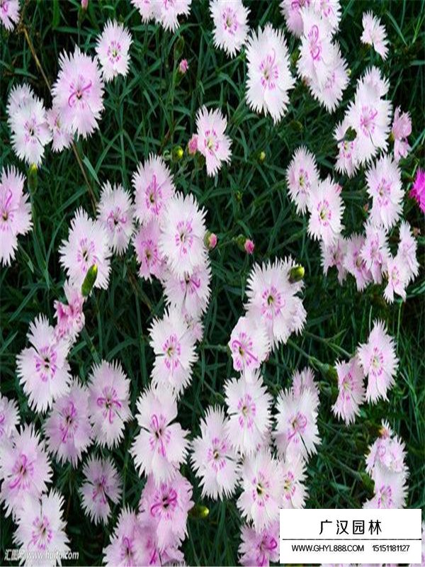 常夏石竹介紹(圖2)