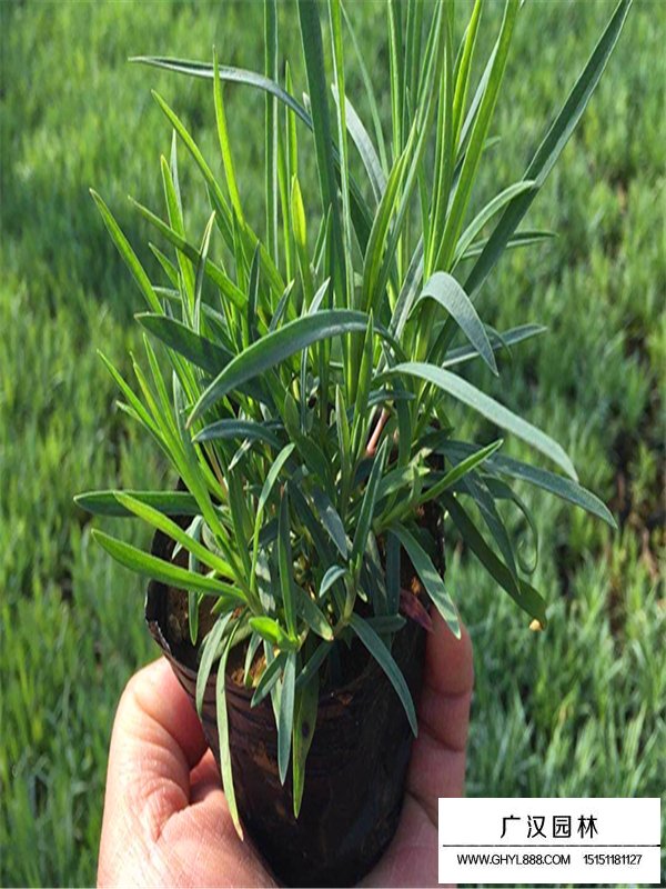 常夏石竹的種植技術(圖1)