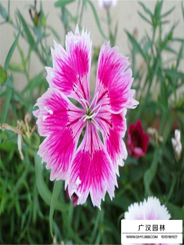 常夏石竹的種植技術(圖4)