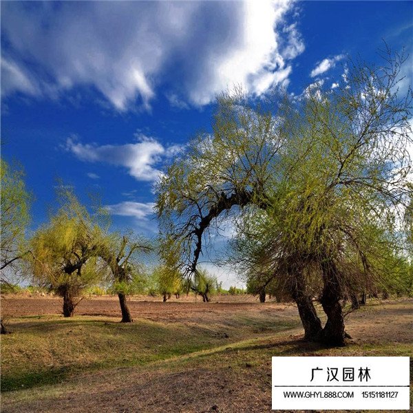 怪柳的管理及種植方法(圖1)