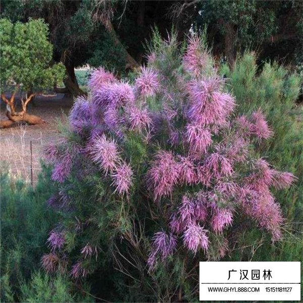 怪柳的管理及種植方法(圖3)