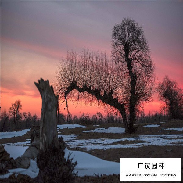 怪柳的管理及種植方法(圖4)