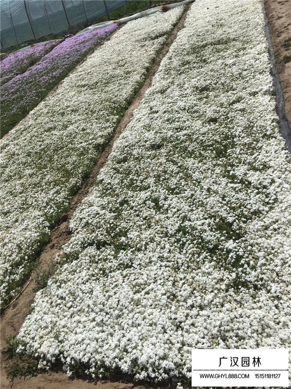 常夏石竹基地(圖2)