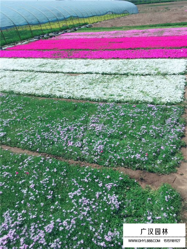 常夏石竹基地(圖4)