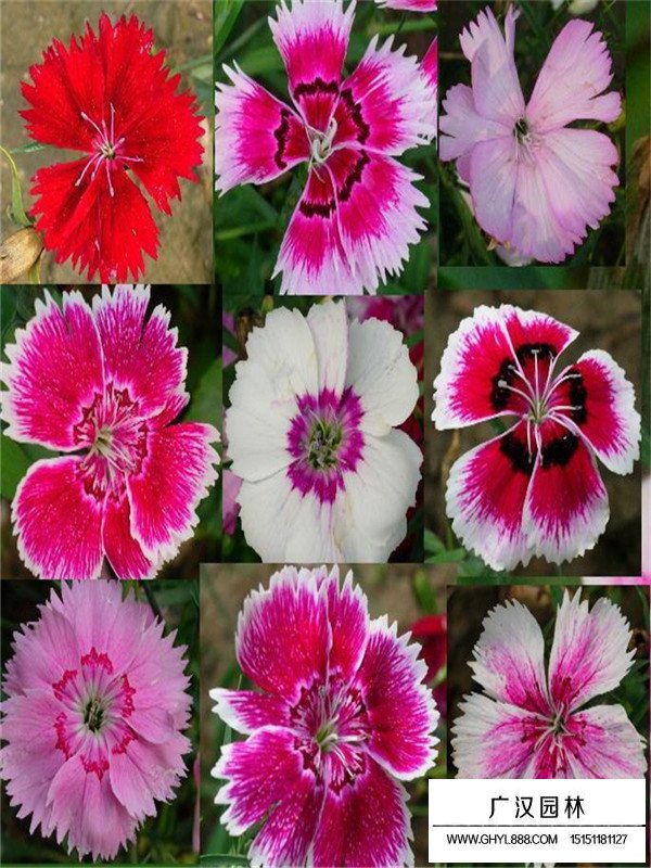 常夏石竹價格(圖2)