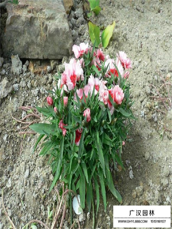 常夏石竹的圖片哪里找(圖1)