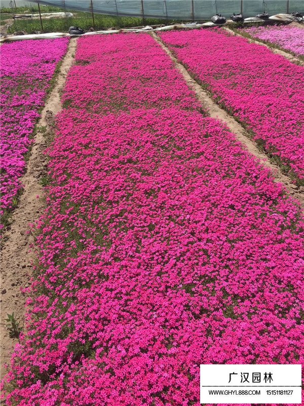 常夏石竹怎么樣區(qū)分(圖1)