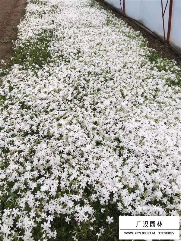 常夏石竹怎么樣區(qū)分(圖4)