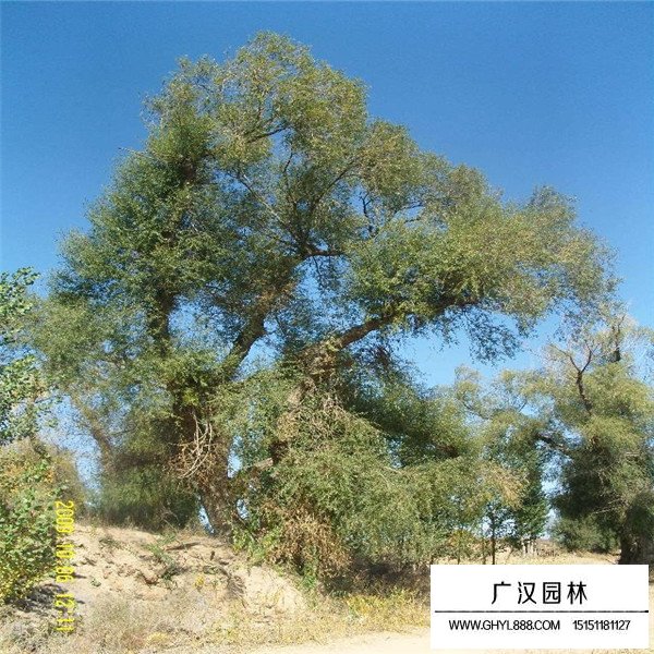 怪柳病蟲害防治(圖4)