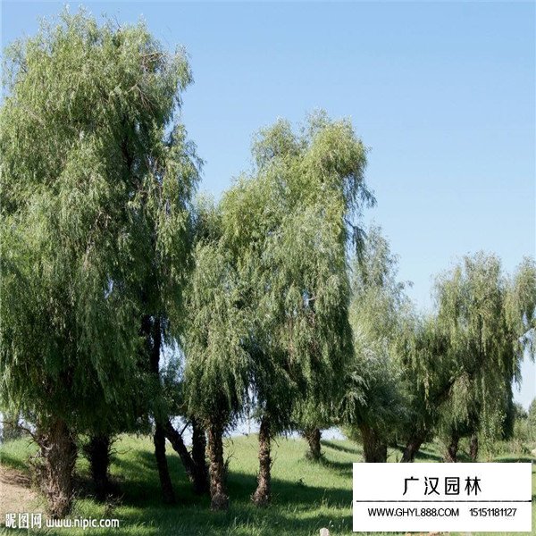 怪柳的花期和果期(圖1)