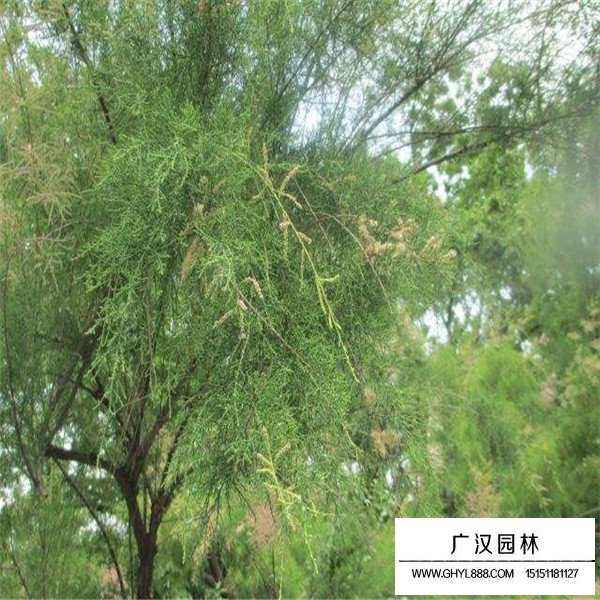 怪柳的花期和果期(圖3)