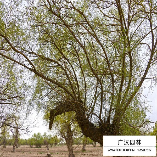 檉柳盆景的制作方法(圖1)