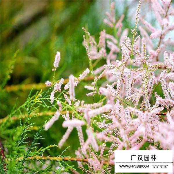 檉柳盆景的制作方法(圖2)