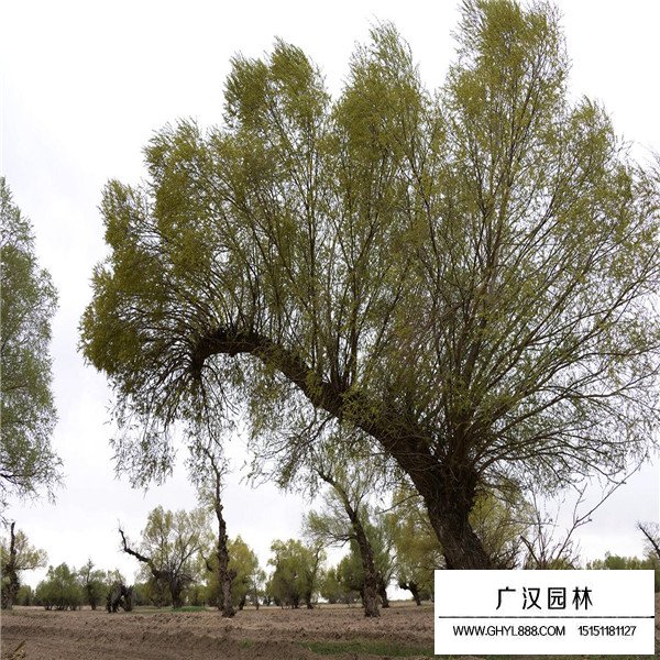 檉柳盆景的制作方法(圖4)