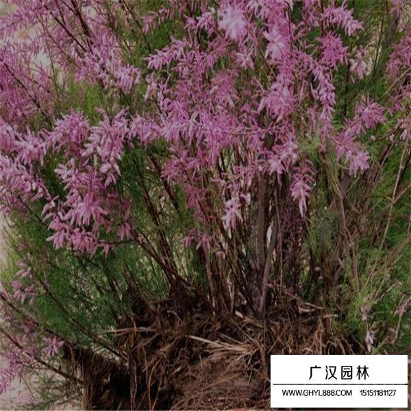 怪柳盆景怎么養(yǎng)護(hù)(圖4)