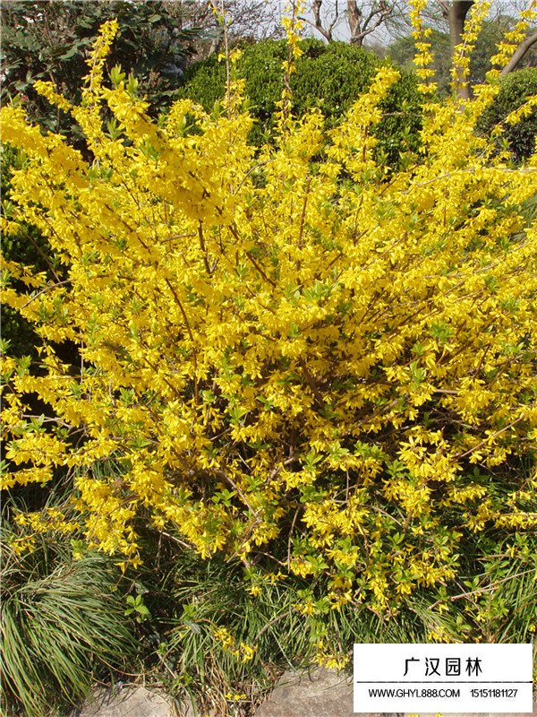 黃金條又叫什么(圖1)