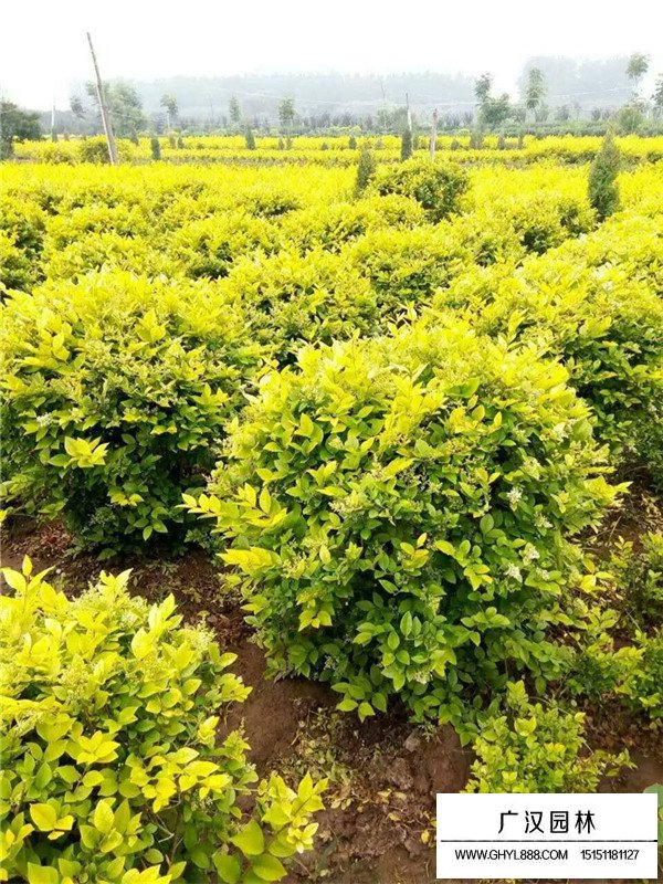 金葉女貞球介紹(圖3)