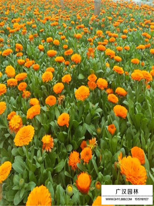 金盞菊的管理及培育(圖2)