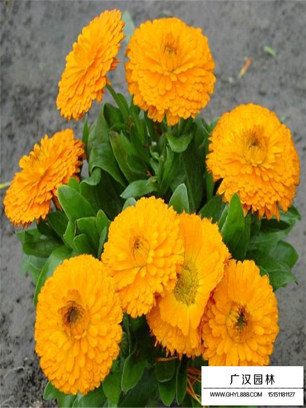 金盞菊的管理及培育(圖3)