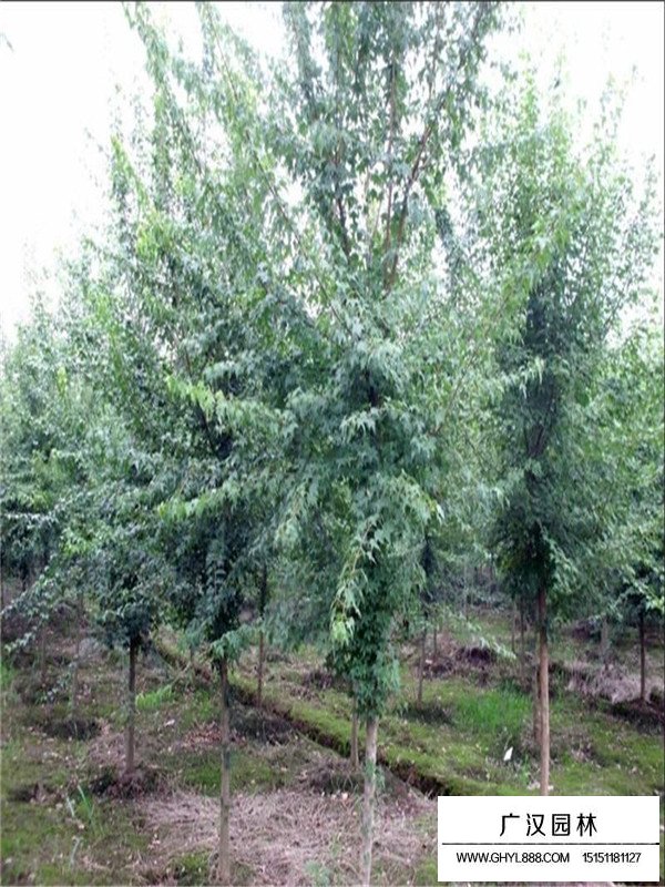 三角楓行道樹(圖1)