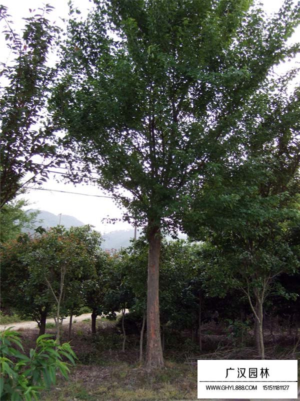 行道樹(shù)三角楓(圖3)