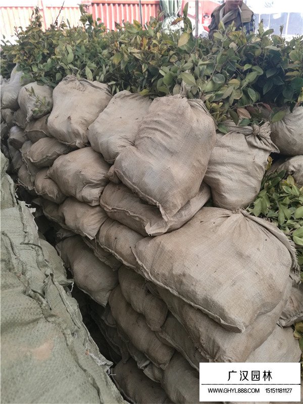 2020年金森女貞的價(jià)格(圖3)