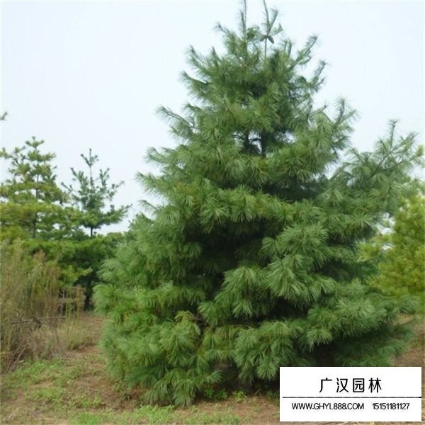 華山松的種植方法(圖1)