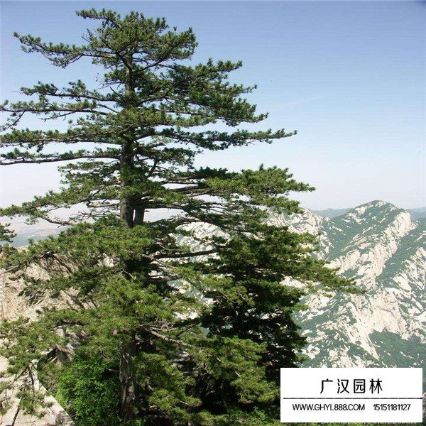 華山松的種植方法(圖2)