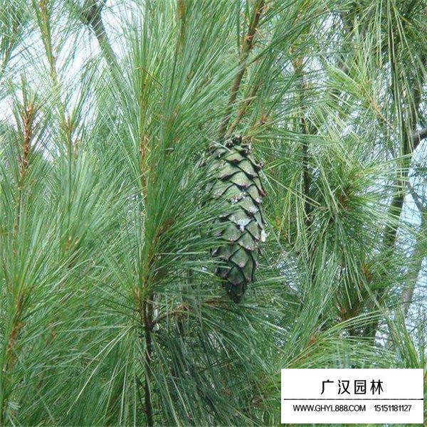 華山松的種植方法(圖4)