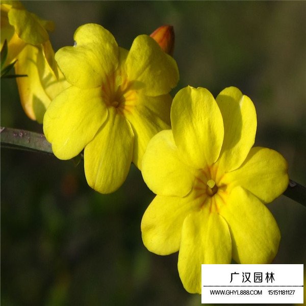 2020迎春花價(jià)格(圖1)