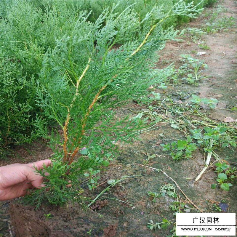 大規(guī)格側(cè)柏價格(圖1)